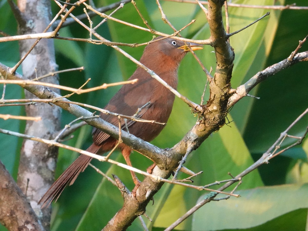 Rufous Babbler - ML623667202