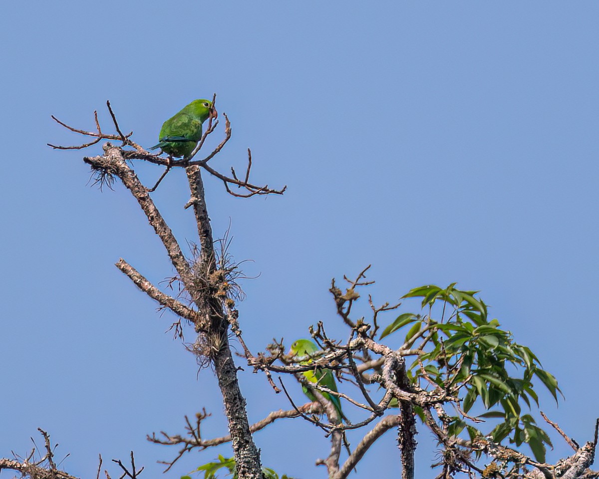 Plain Parakeet - ML623667209