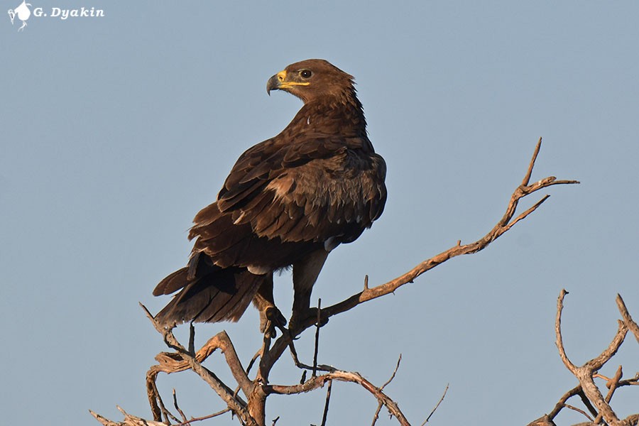 Steppe Eagle - ML623667219