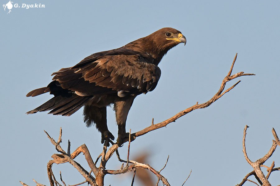 Steppe Eagle - ML623667222