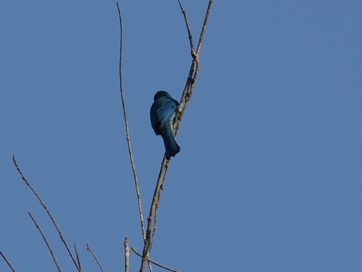 Nilgiri/Verditer Flycatcher - ML623667225