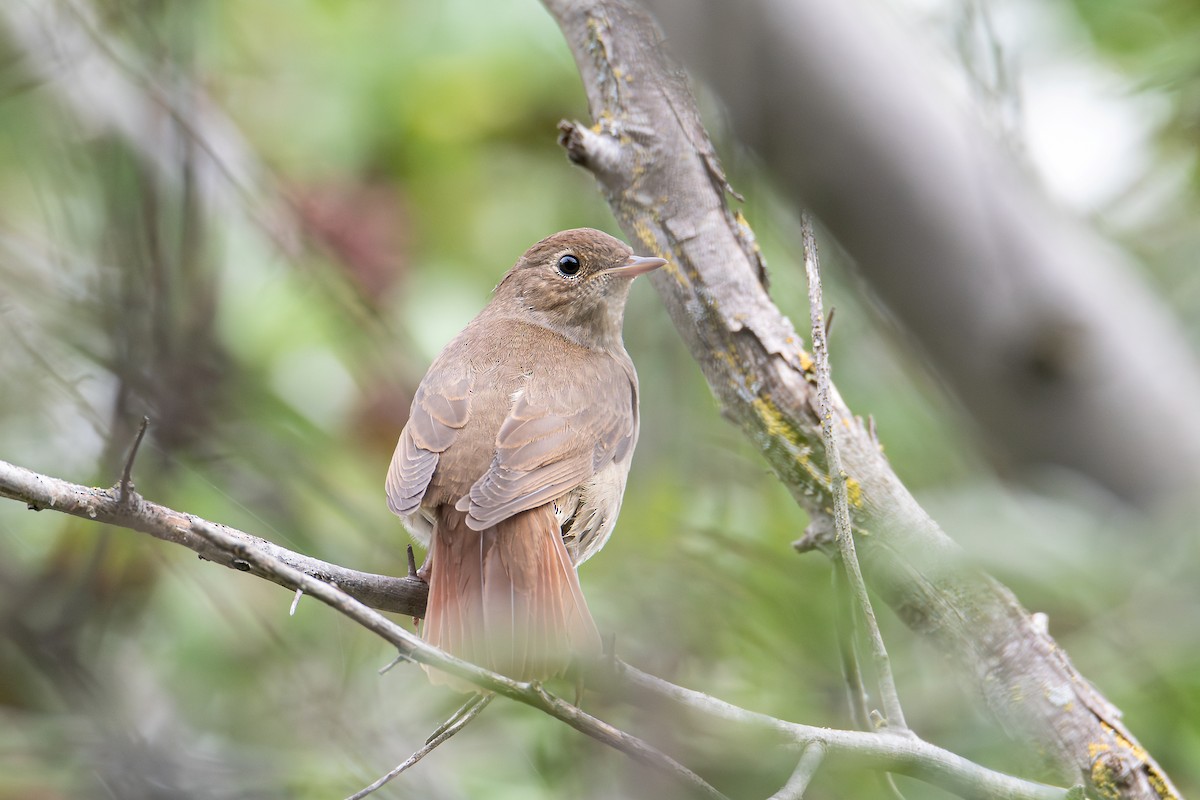 Thrush Nightingale - ML623667250