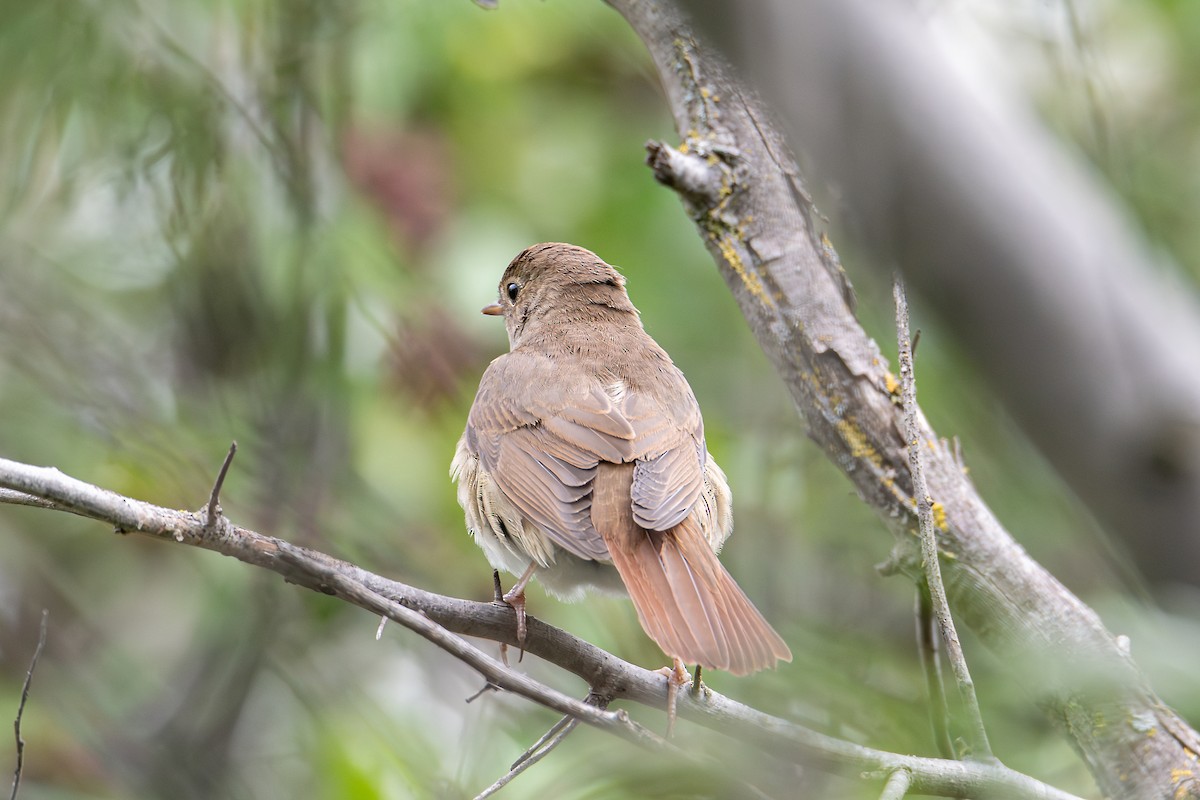 Thrush Nightingale - ML623667252