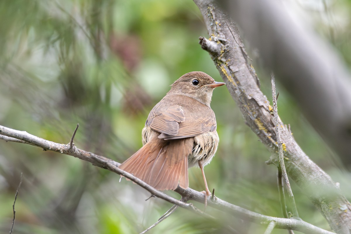 Thrush Nightingale - ML623667254