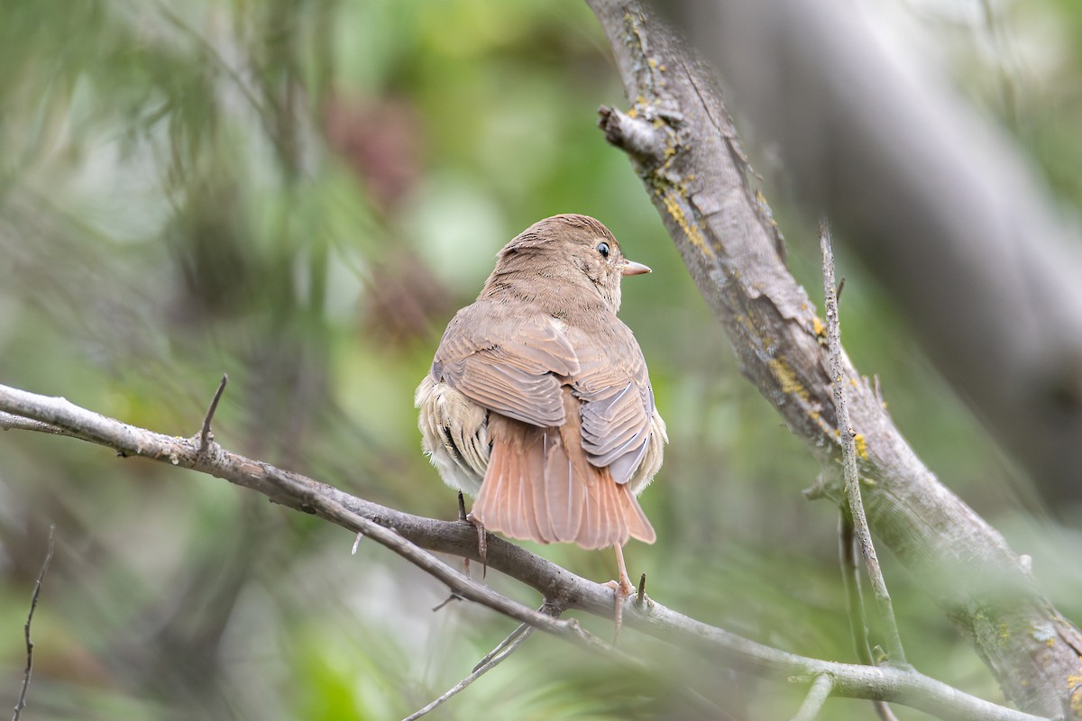 Thrush Nightingale - ML623667255