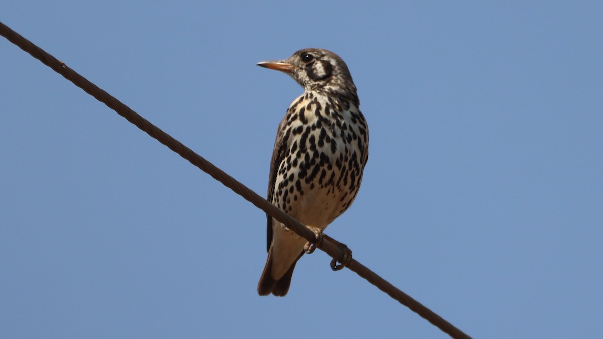 Groundscraper Thrush - ML623667259