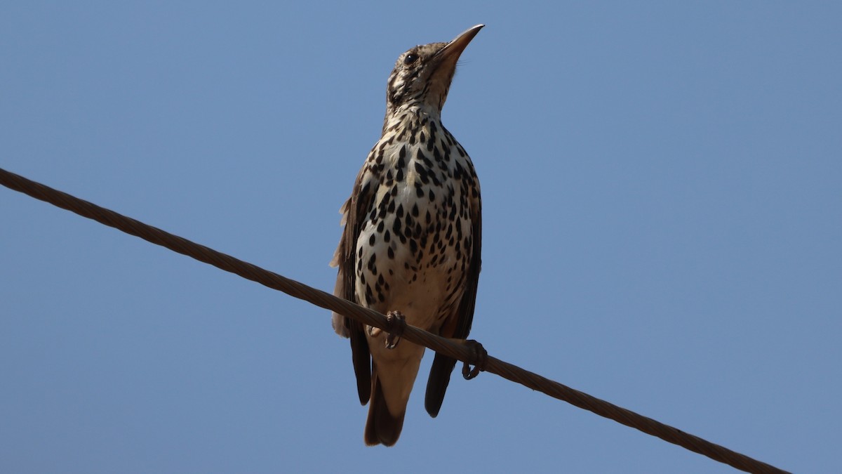 Groundscraper Thrush - ML623667260