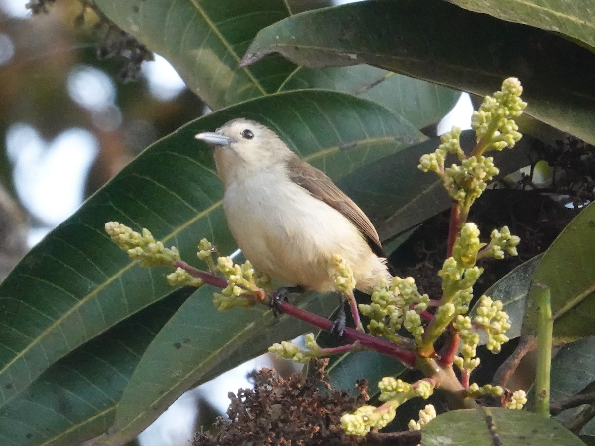 Nilgiri Flowerpecker - ML623667261