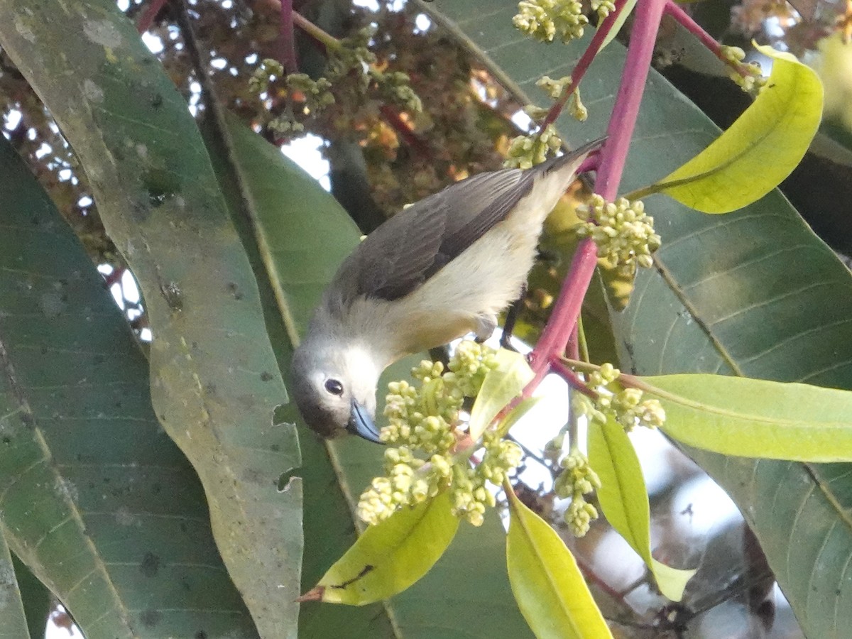 Nilgiri Flowerpecker - ML623667263