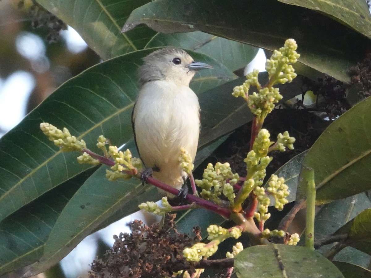 Nilgiri Flowerpecker - ML623667264