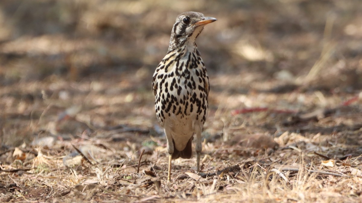 Groundscraper Thrush - ML623667270