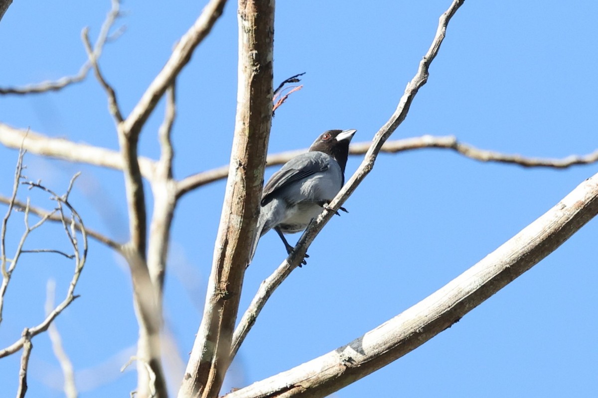 Black-faced Tanager - ML623667271