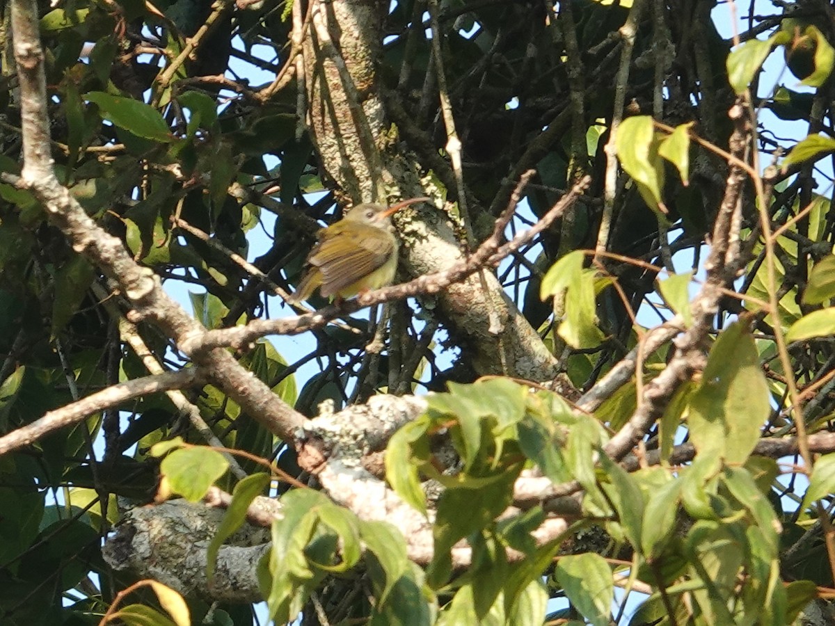 Little Spiderhunter - ML623667288