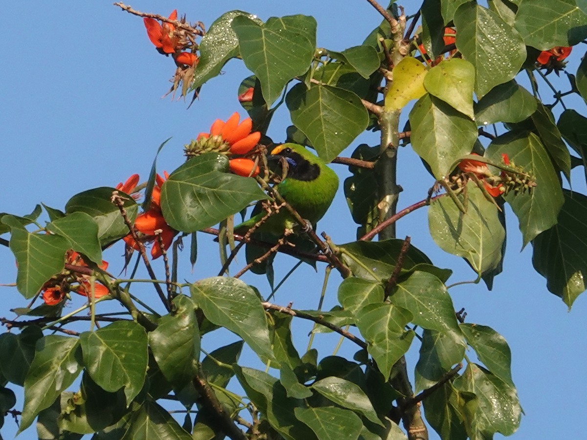 Golden-fronted Leafbird - ML623667299