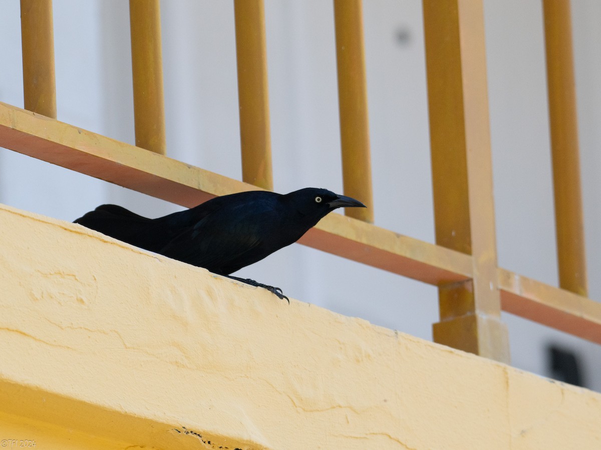 Greater Antillean Grackle - ML623667301