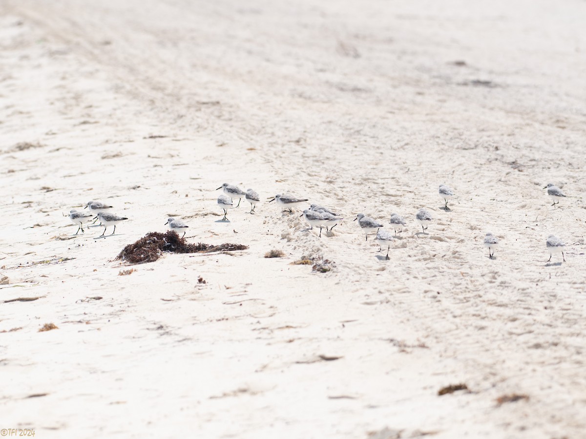 Bécasseau sanderling - ML623667314