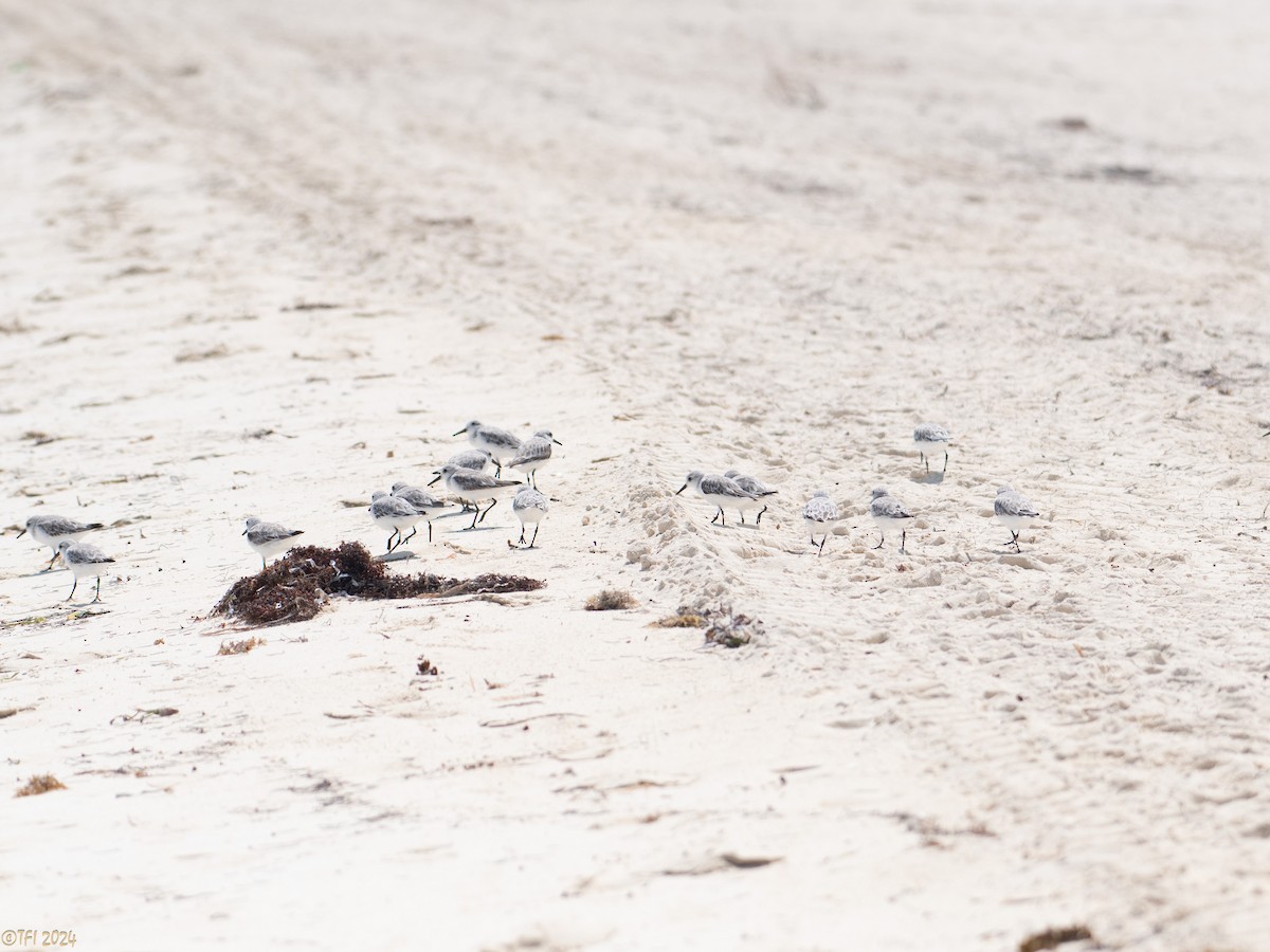 Bécasseau sanderling - ML623667318