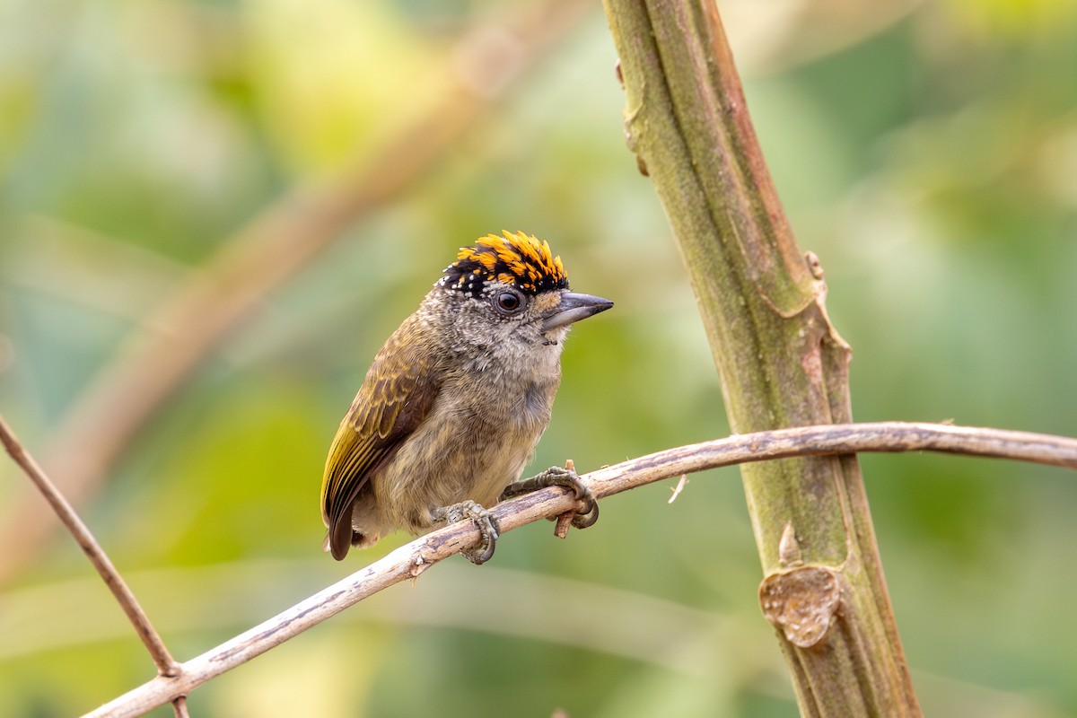 Fine-barred Piculet - ML623667375