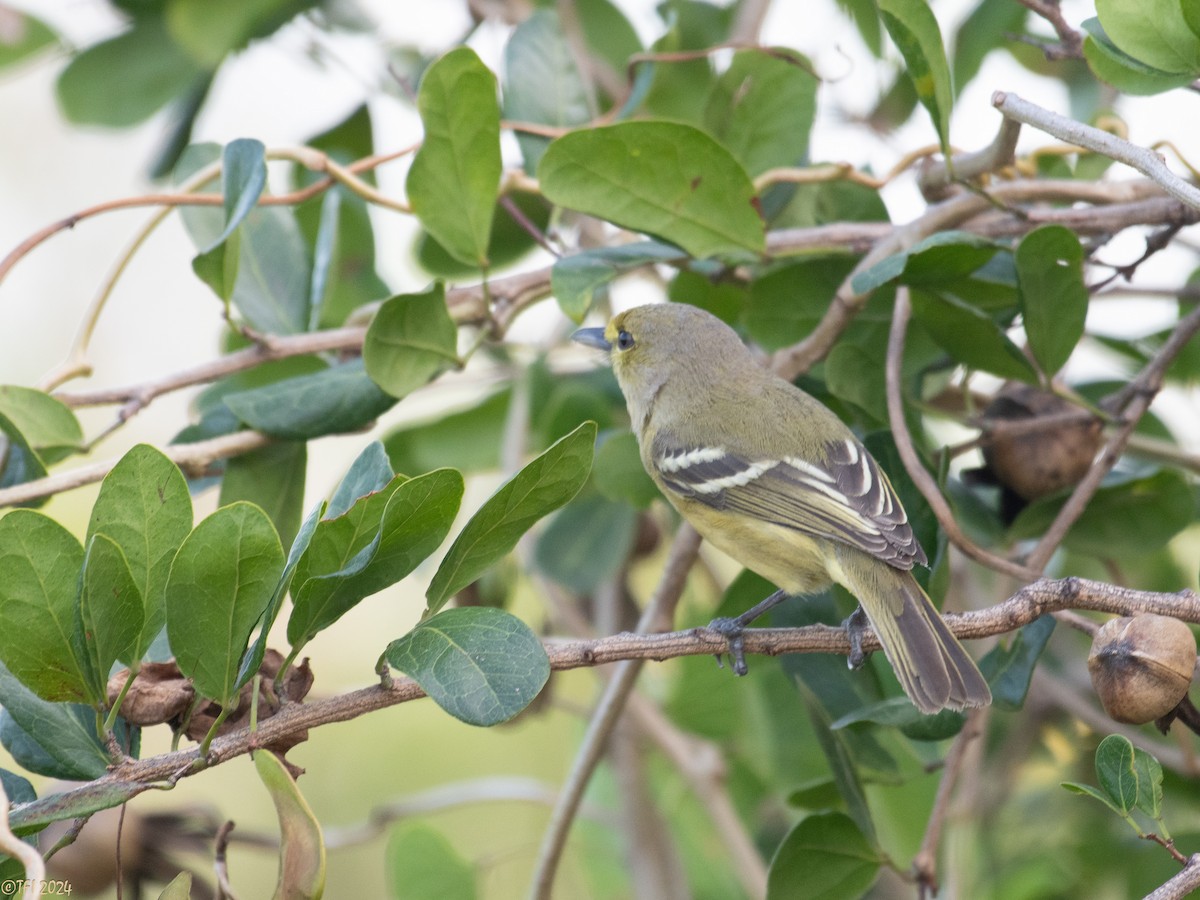 Vireo Piquigrueso - ML623667376