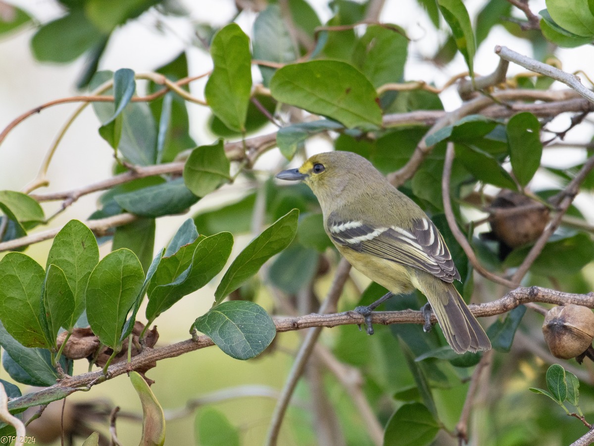 Thick-billed Vireo - T I