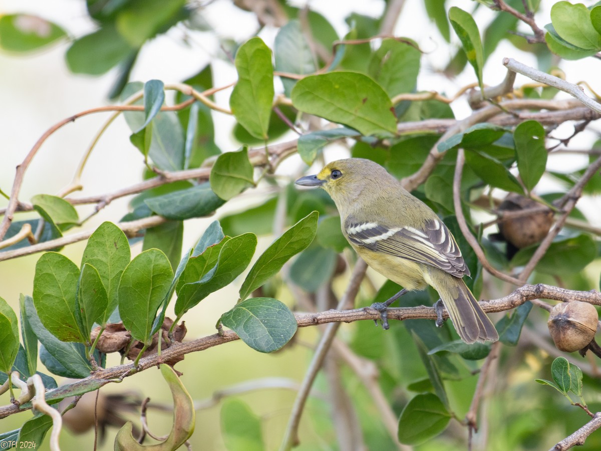 Vireo Piquigrueso - ML623667380