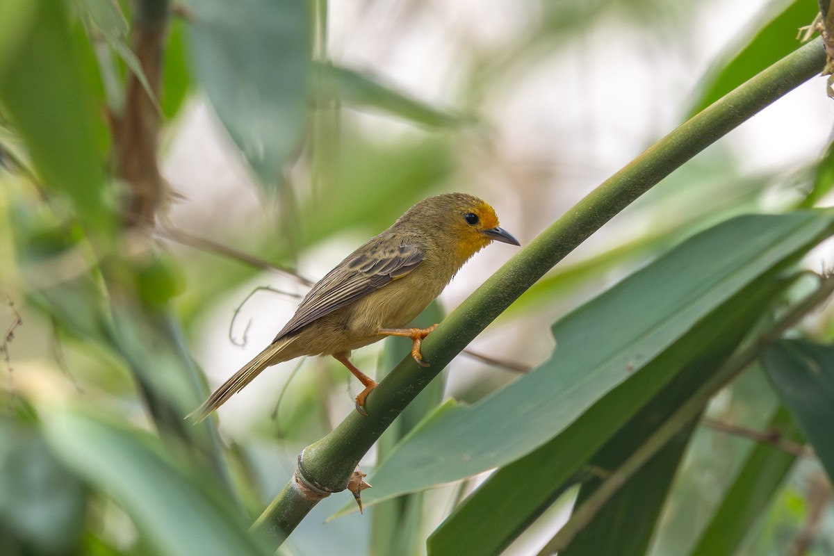 Orange-fronted Plushcrown - ML623667382