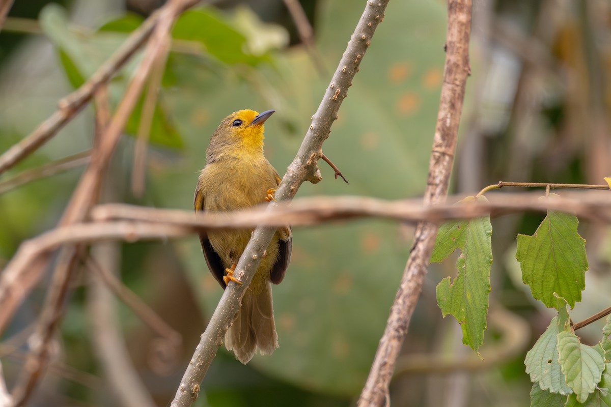 Orange-fronted Plushcrown - ML623667383