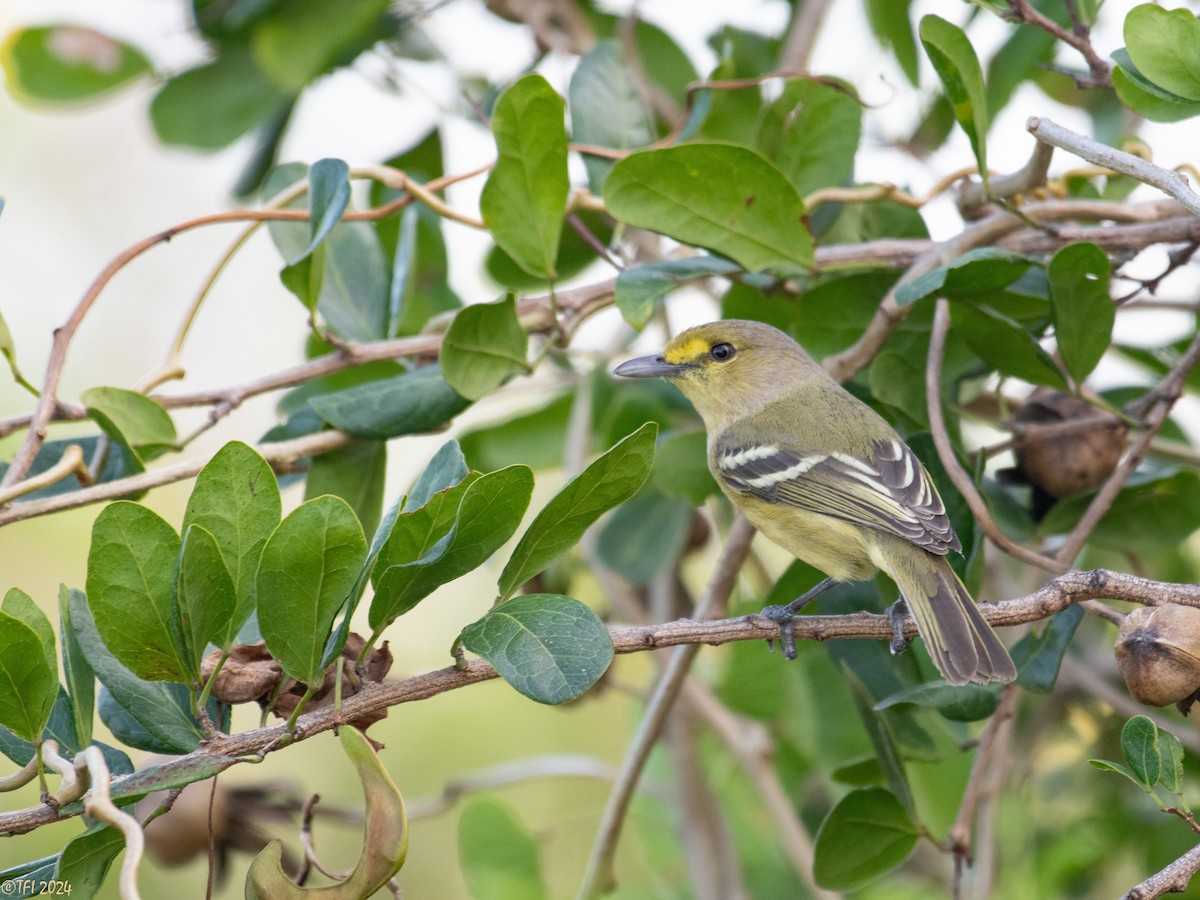 Thick-billed Vireo - T I