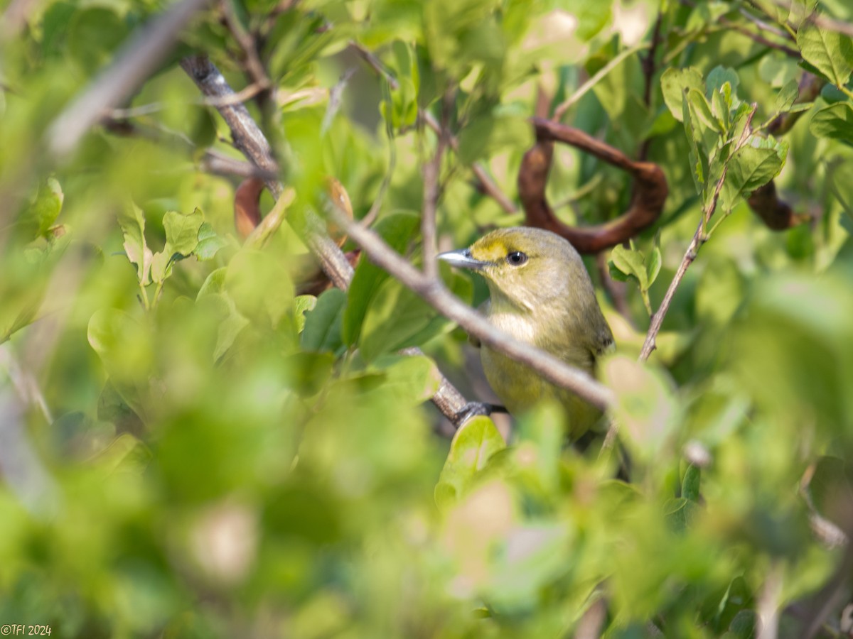 Thick-billed Vireo - T I