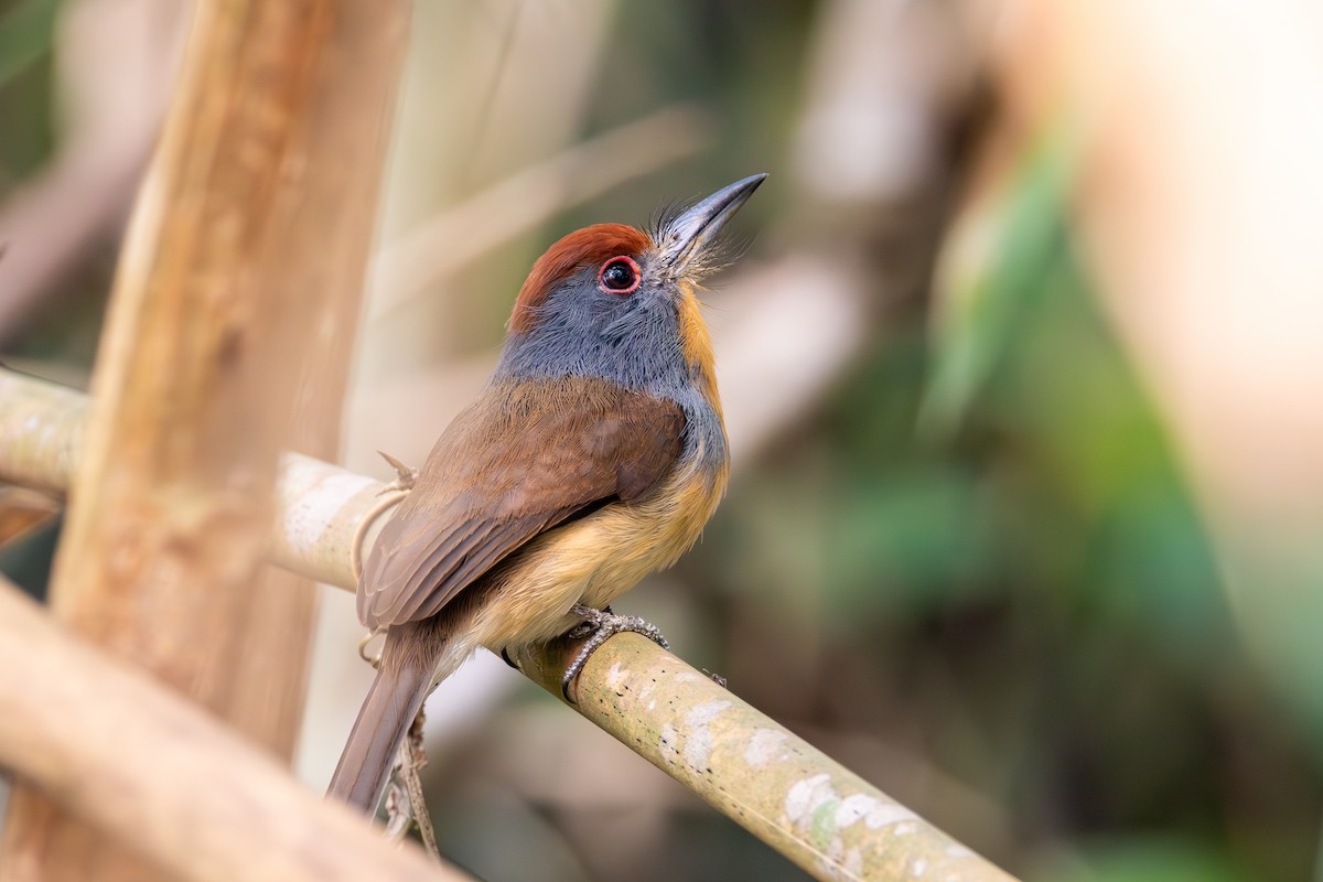 Rufous-capped Nunlet - ML623667398