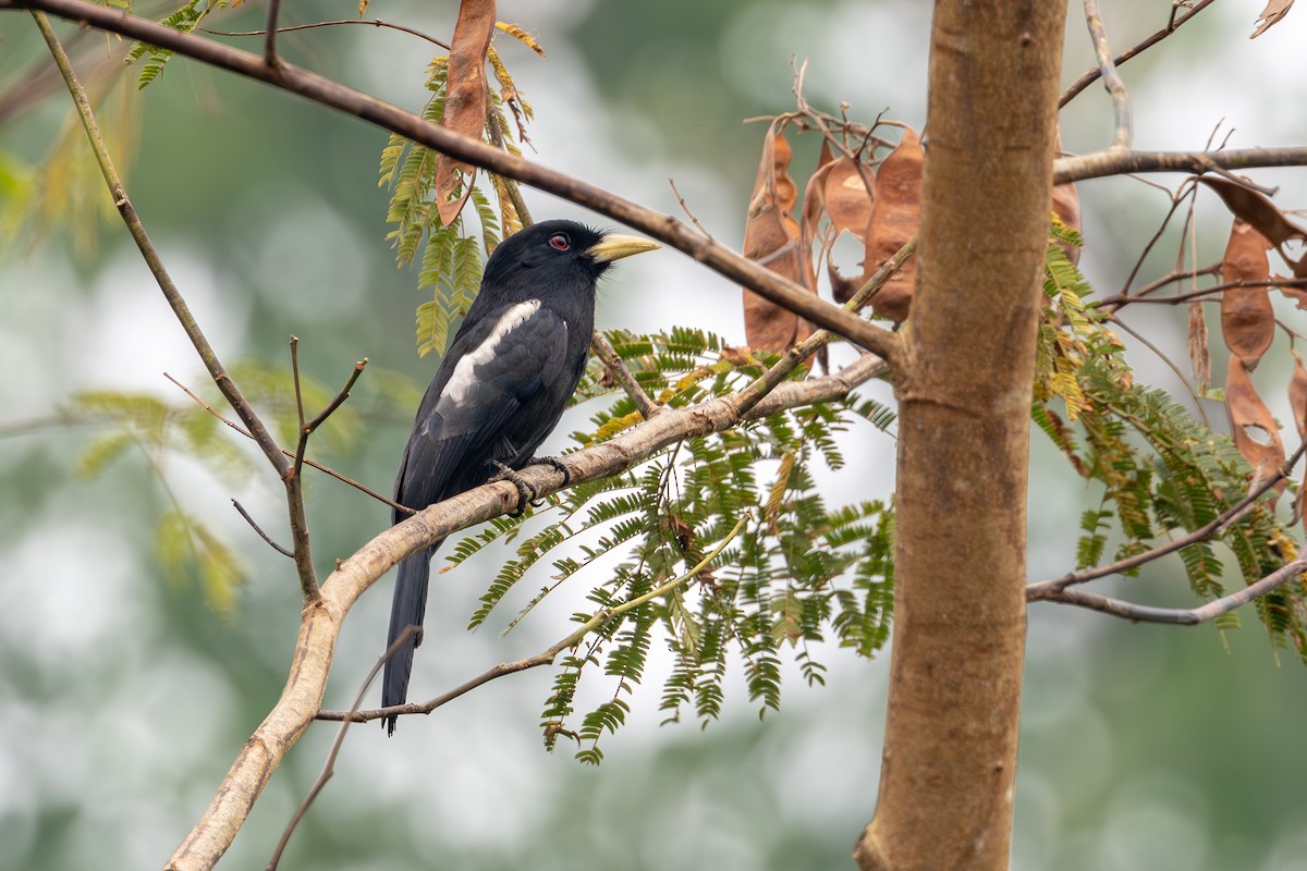 Yellow-billed Nunbird - ML623667401