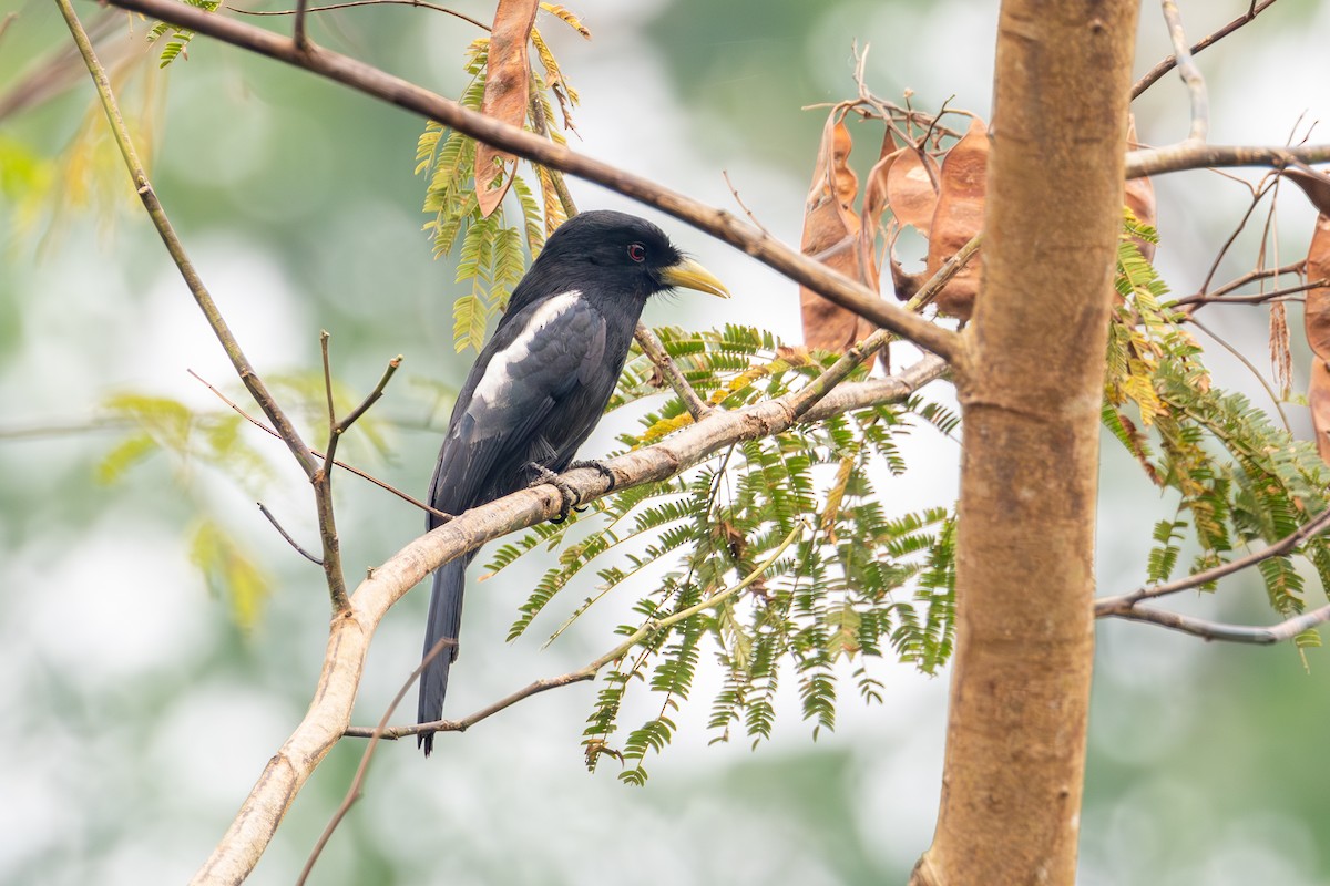 Yellow-billed Nunbird - ML623667403