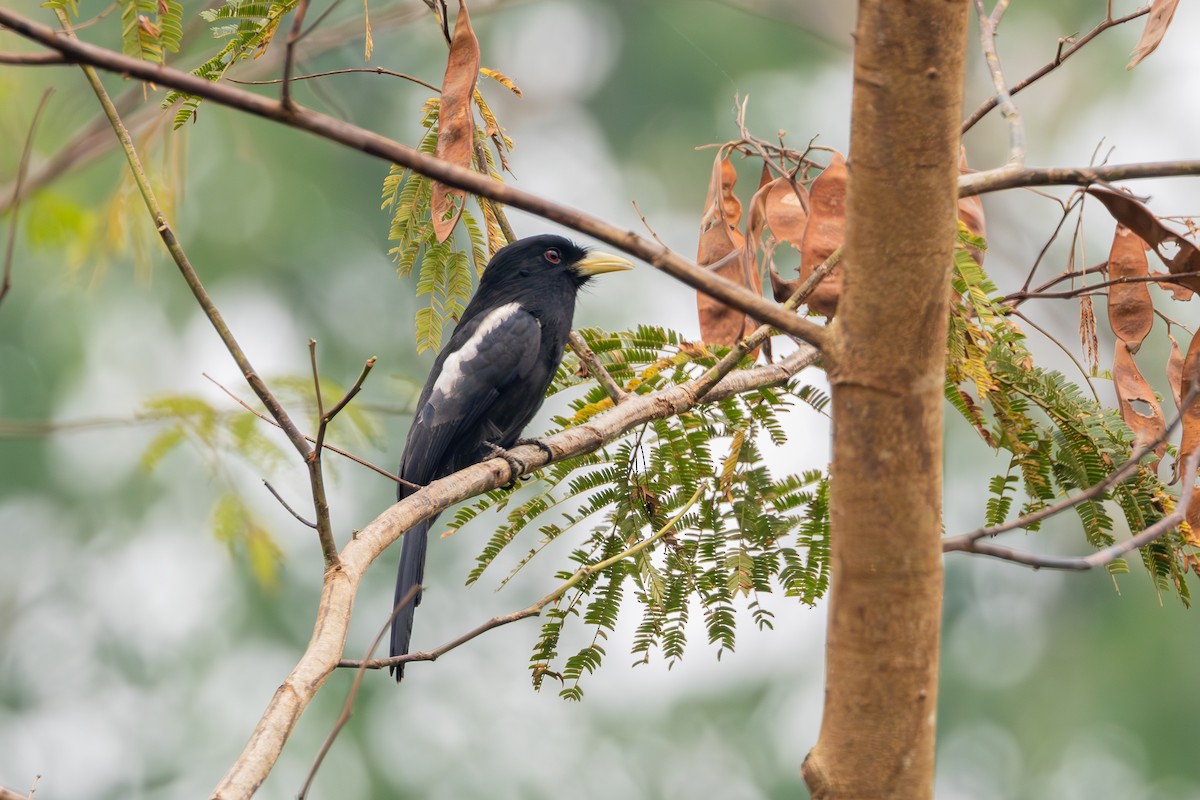 Yellow-billed Nunbird - ML623667404