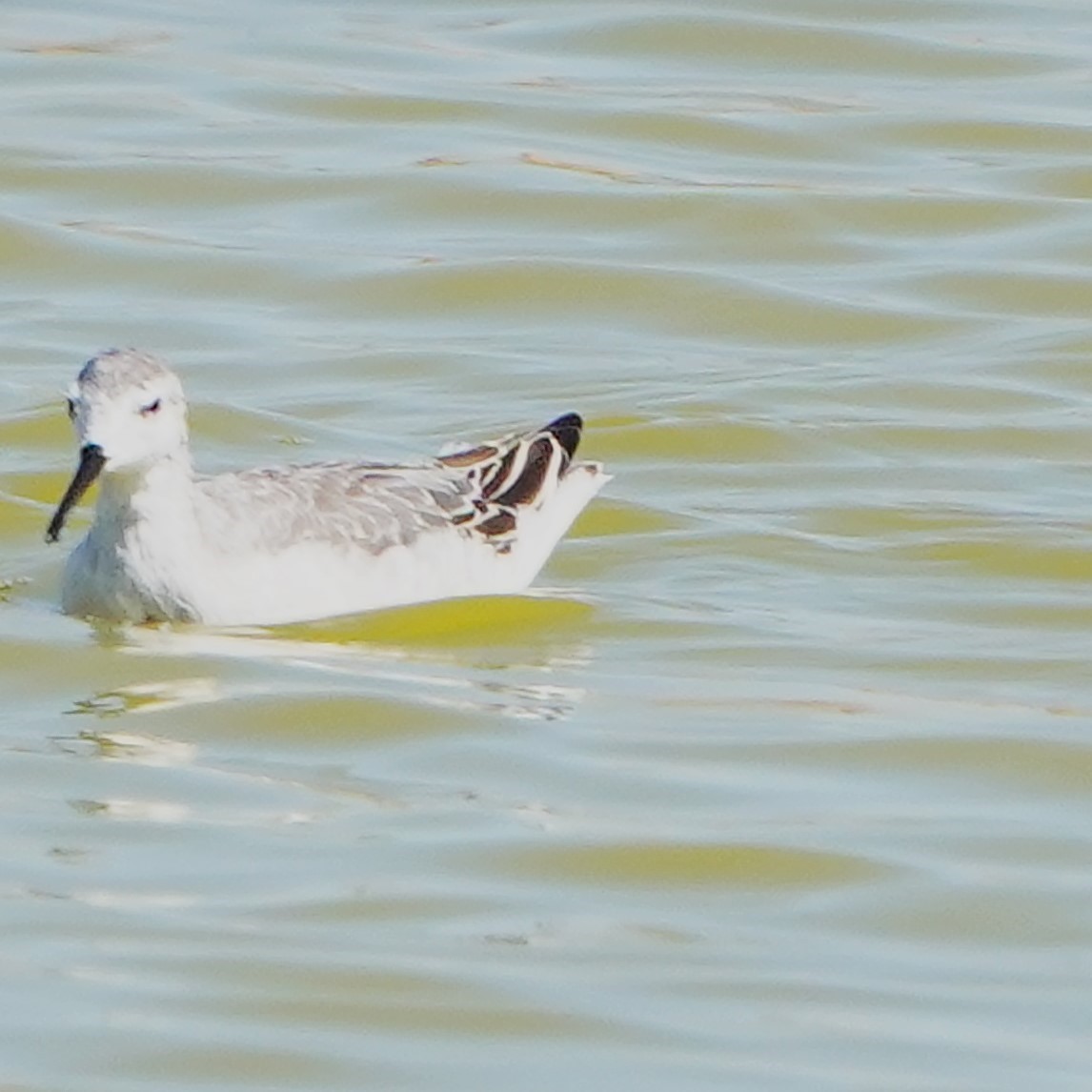 Phalarope de Wilson - ML623667425