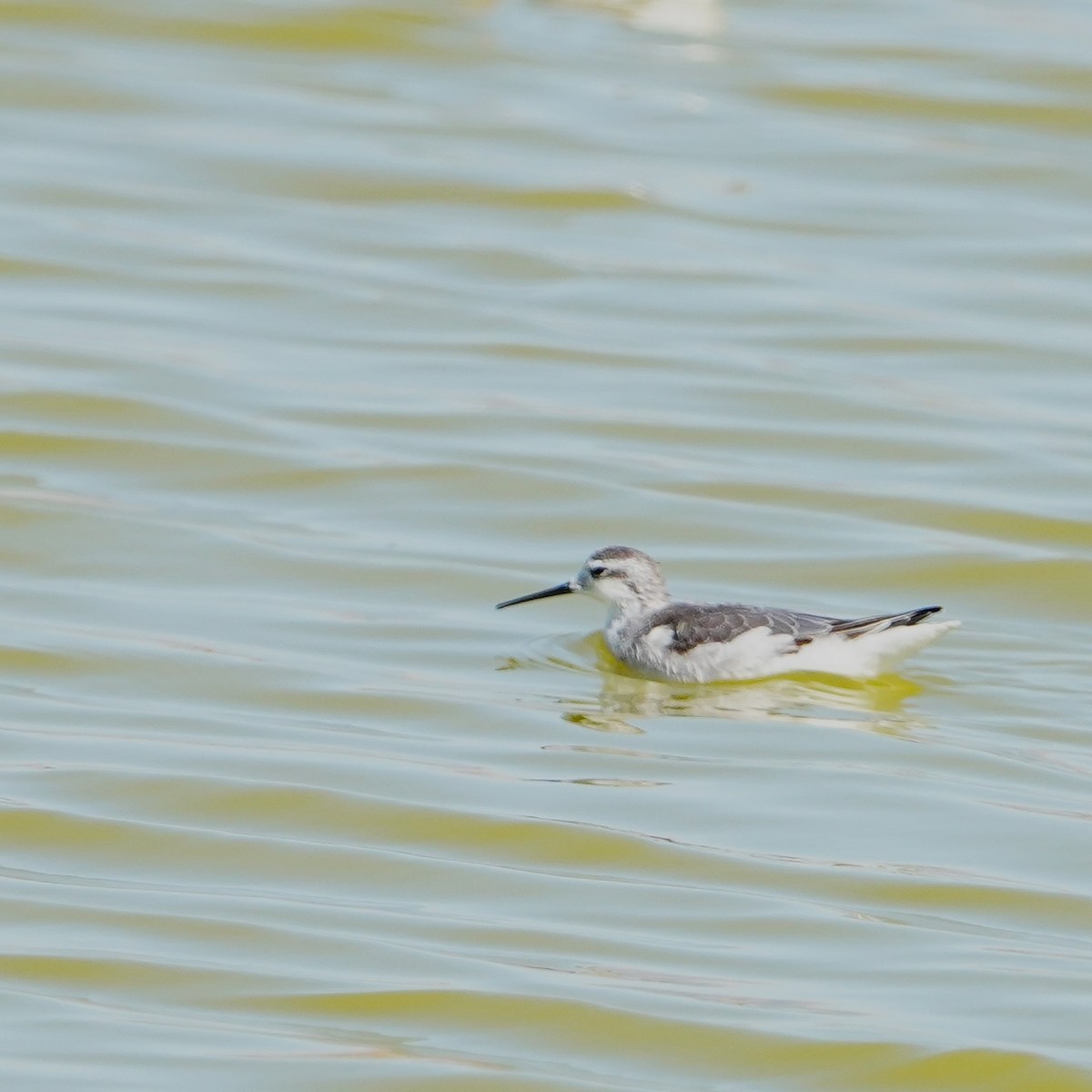 Phalarope de Wilson - ML623667434