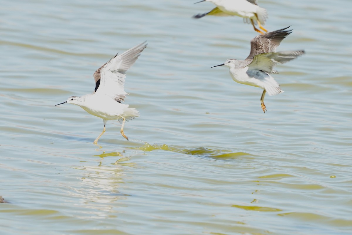 hvithalesvømmesnipe - ML623667442