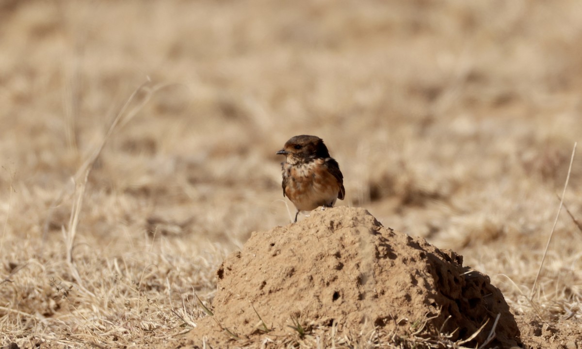 South African Swallow - ML623667450