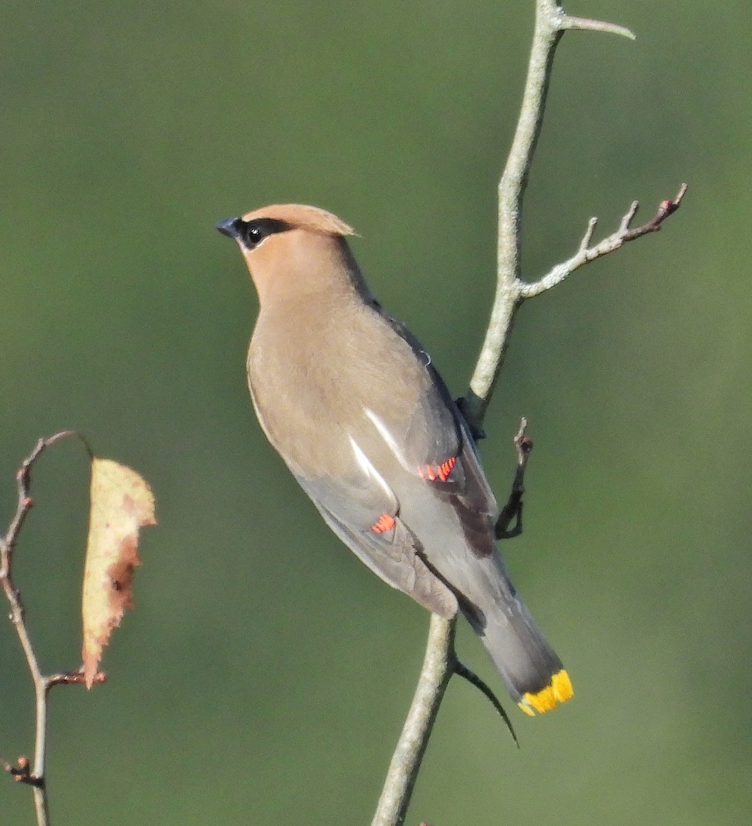 Cedar Waxwing - ML623667454