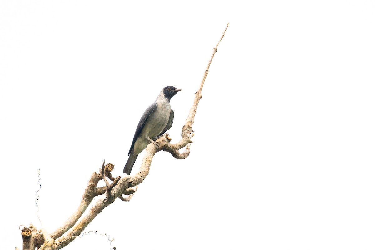 Black-faced Cotinga - Gustavo Dallaqua