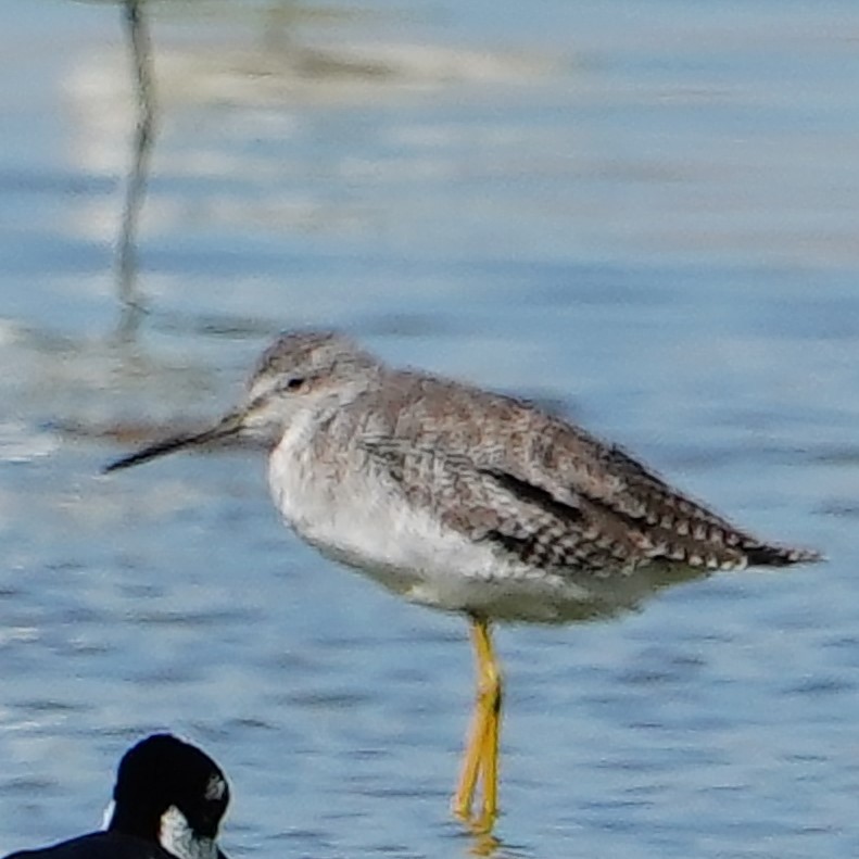 plystresnipe - ML623667463