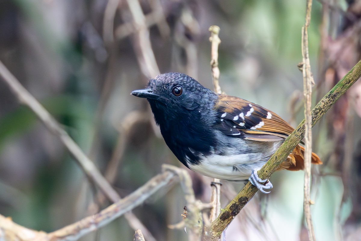 Chestnut-tailed Antbird (hemimelaena) - ML623667468