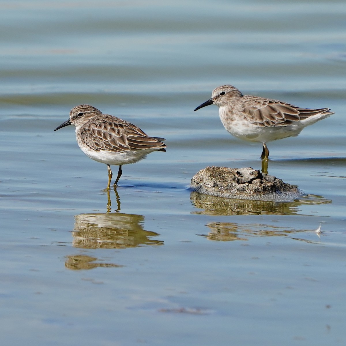 pygmésnipe - ML623667474