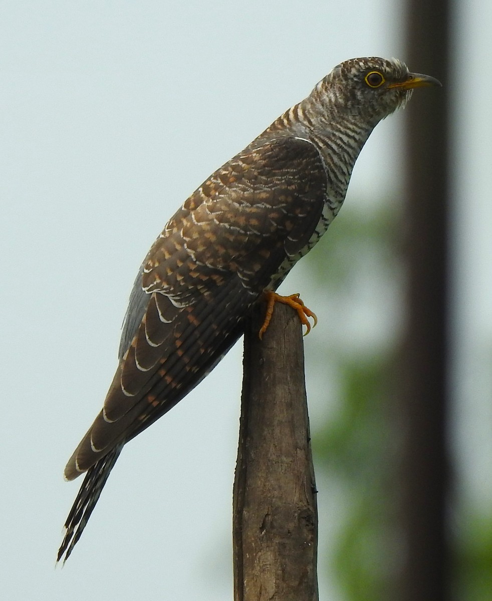 Common Hawk-Cuckoo - ML623667494