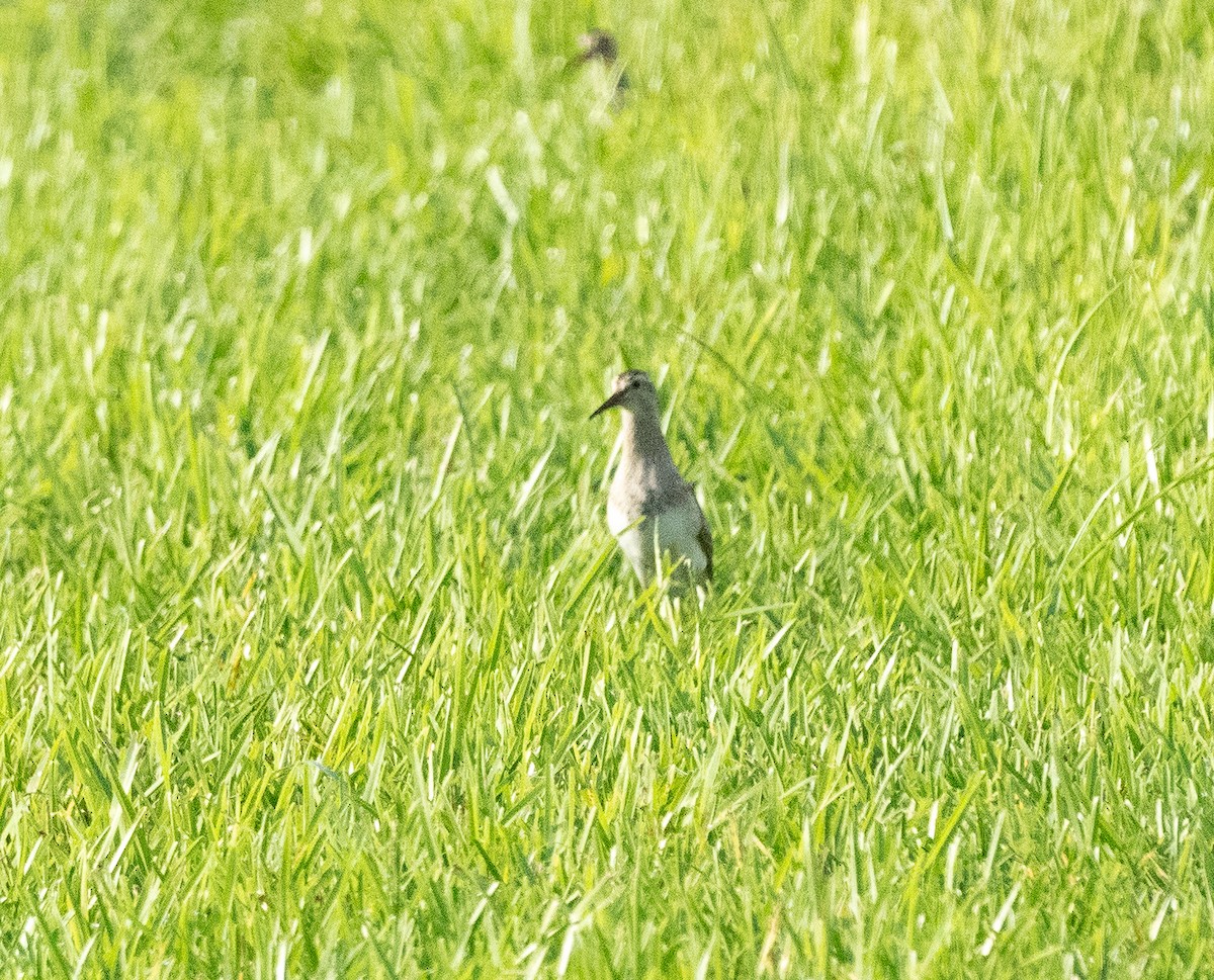 Graubrust-Strandläufer - ML623667512