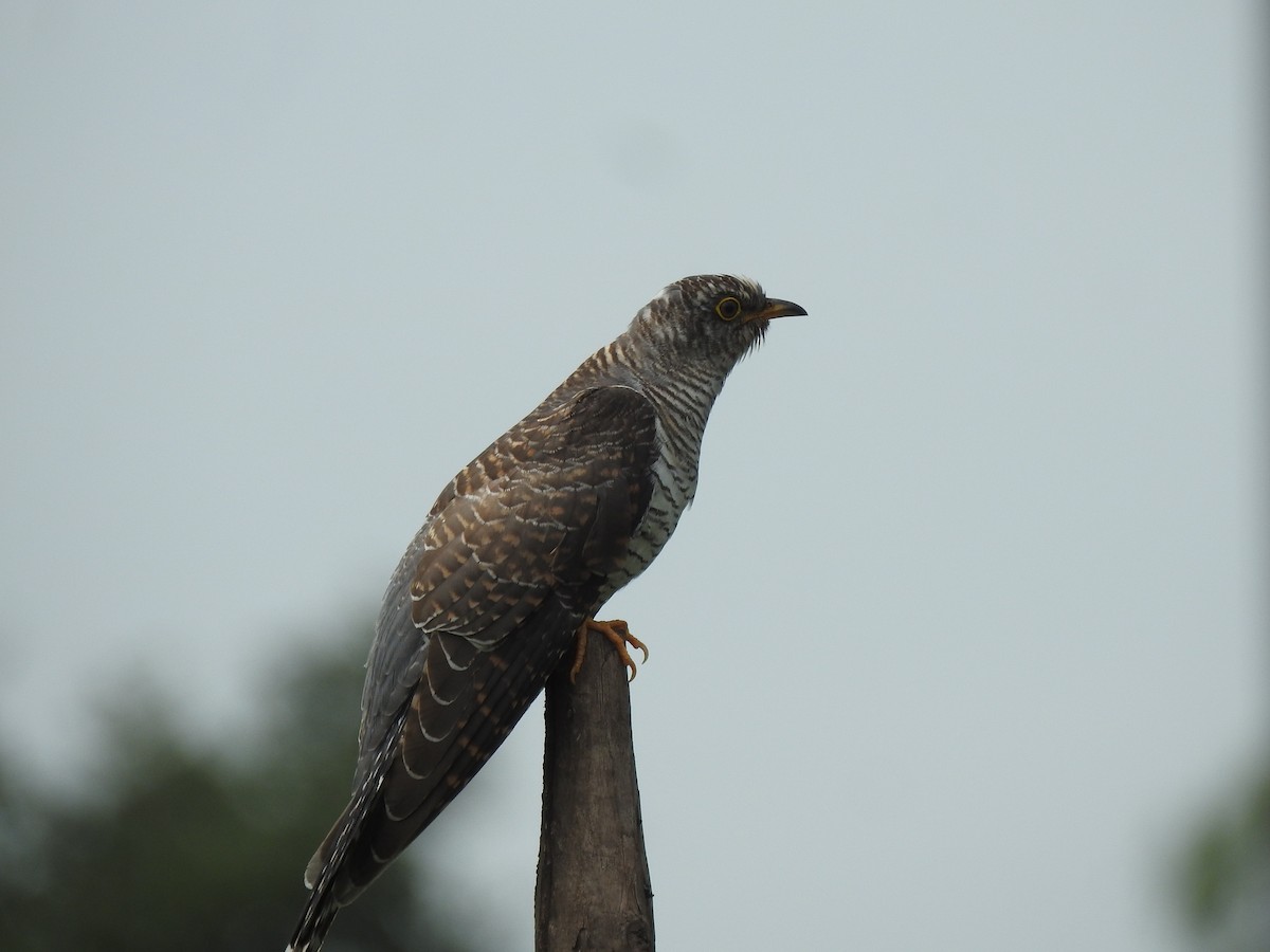 Common Hawk-Cuckoo - Raju Kasambe