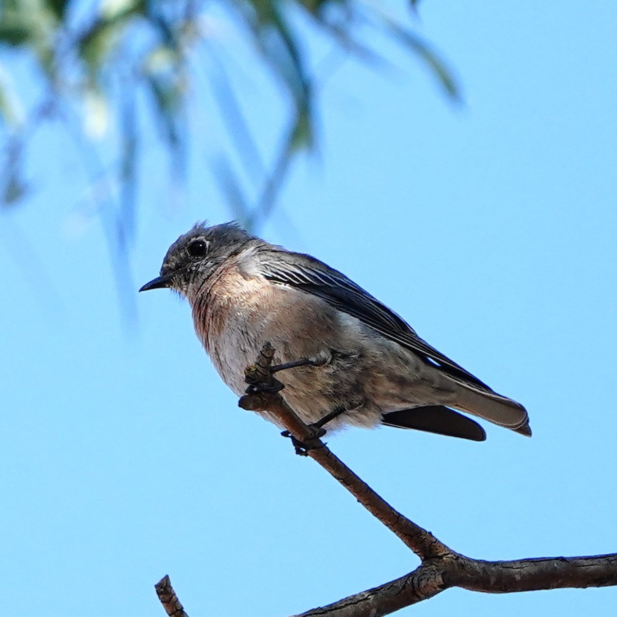 Western Bluebird - ML623667559