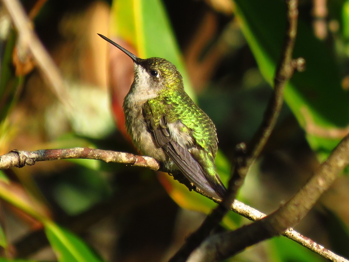 Ruby-throated Hummingbird - ML623667592