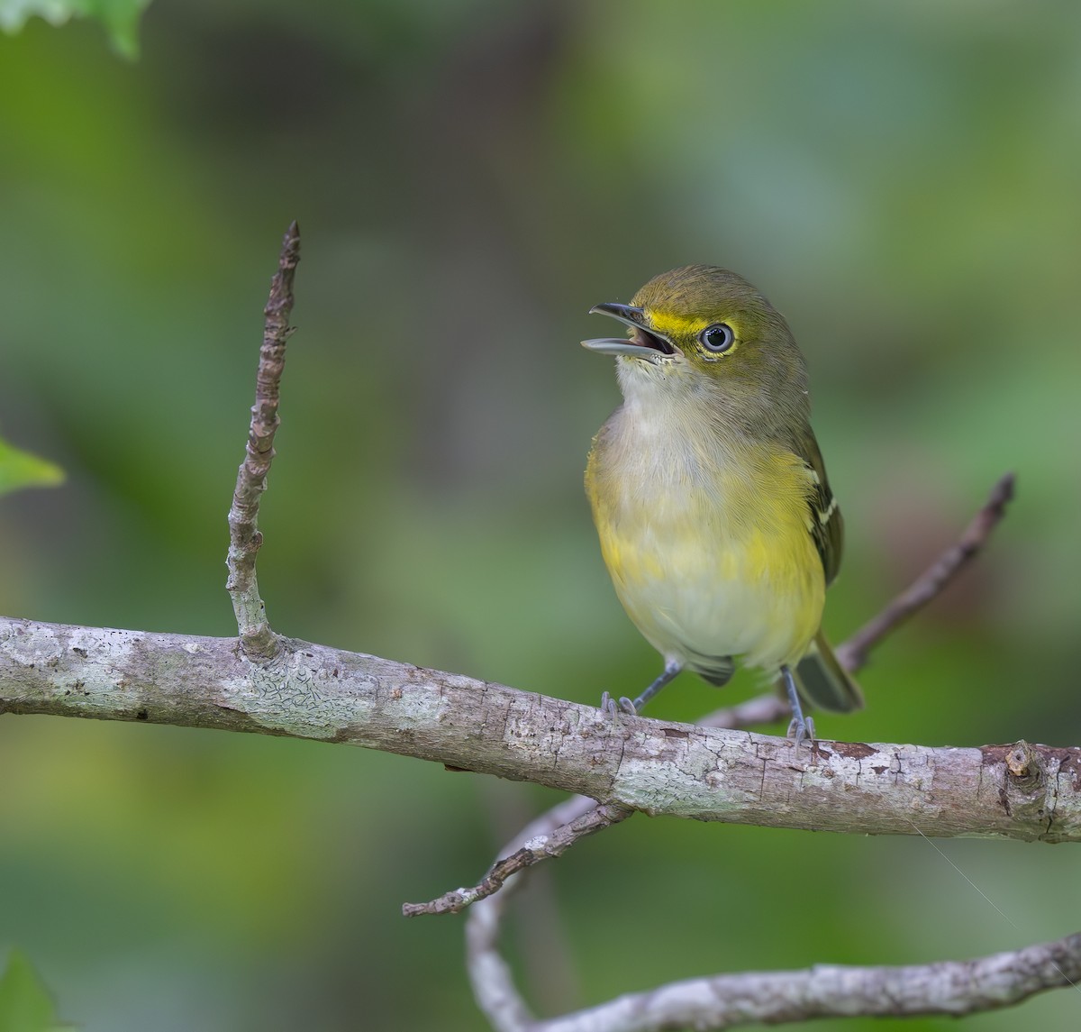 White-eyed Vireo - ML623667598