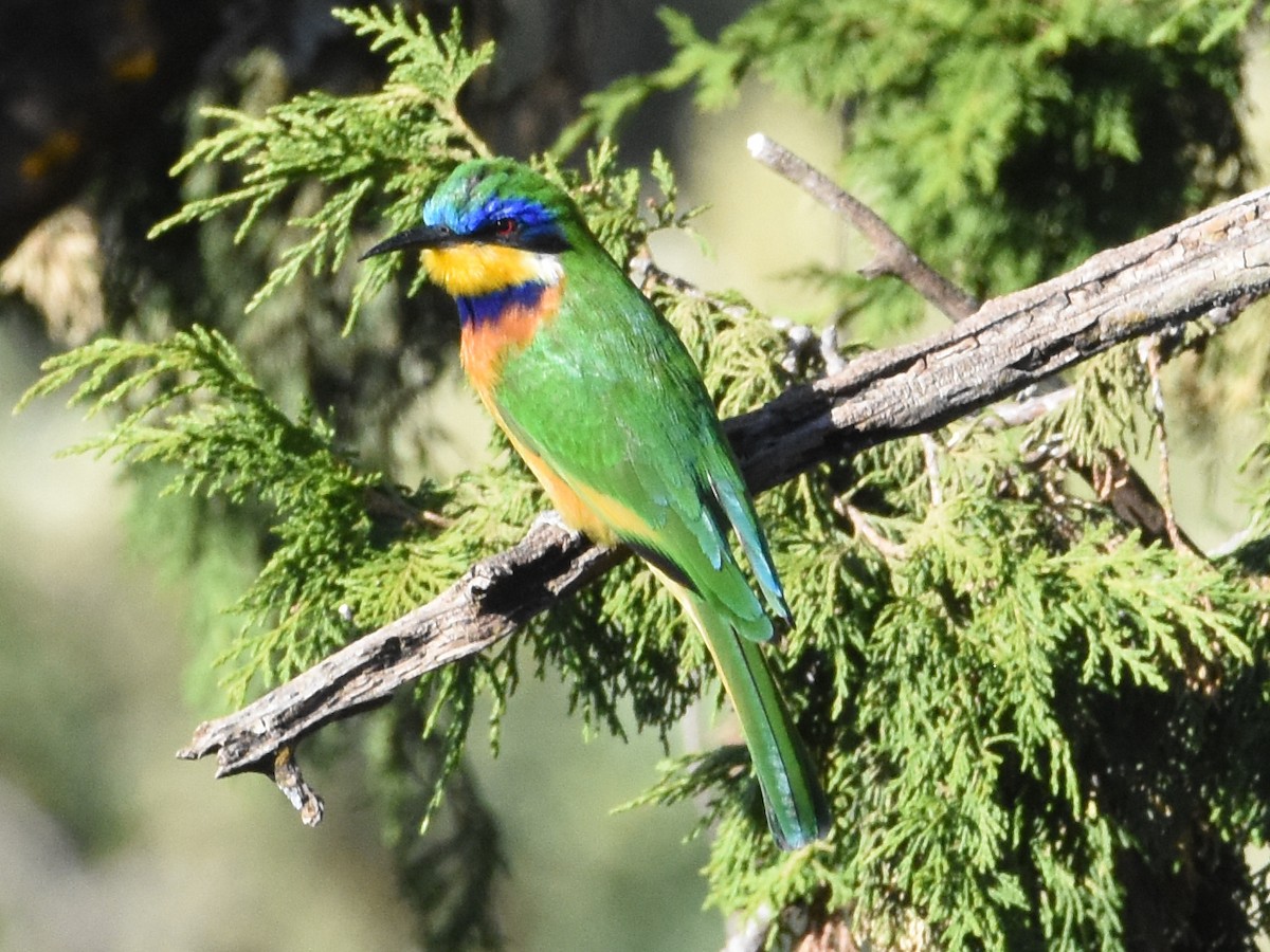 Ethiopian Bee-eater - ML623667608