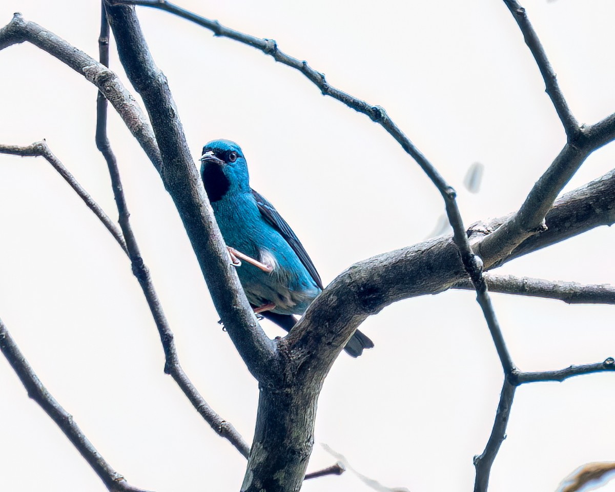 Blue Dacnis - ML623667664